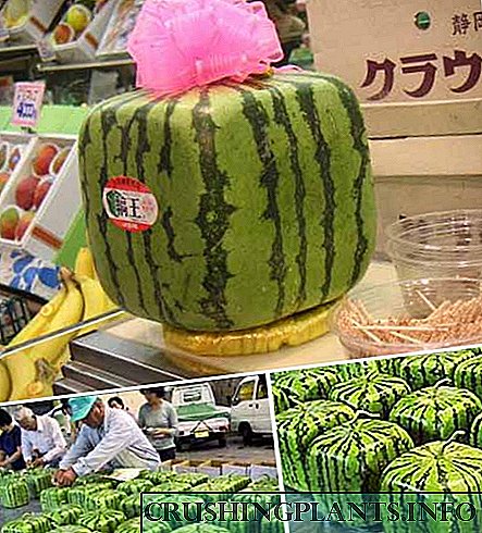 Square watermelon - riam phom zais ntshis ntawm Japanese