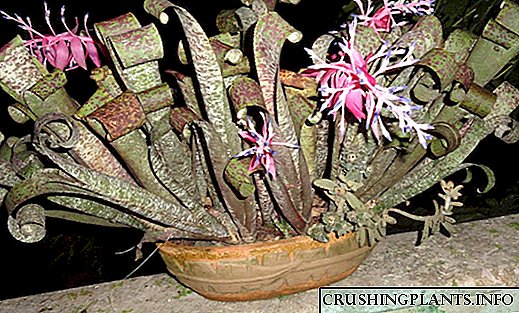Quesnel - bromeliad unigryw tebyg i rawnfwyd