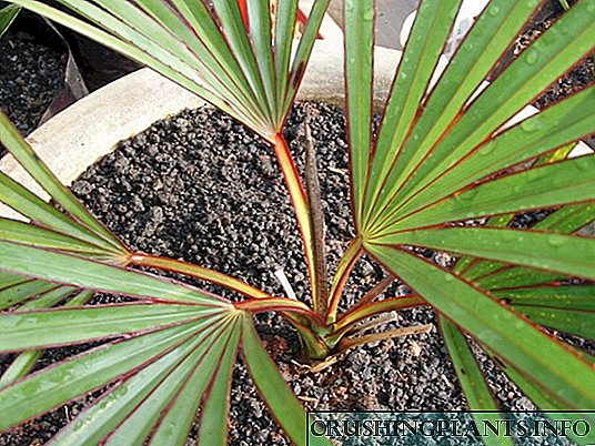 Latania - palm velvet