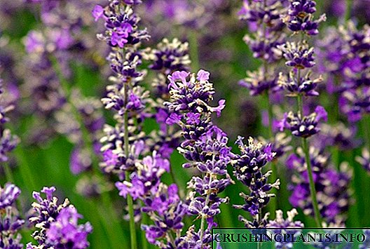 Lavender - wangi lan warna