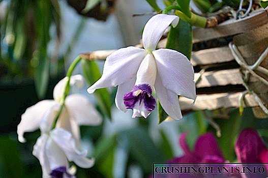 Lelia - ang labi ka malumo sa mga orchid