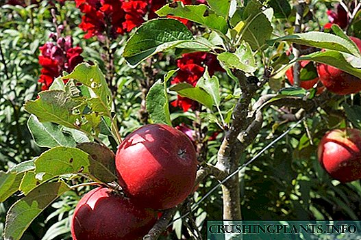 Sumarklæðning Orchards og berjaplantna