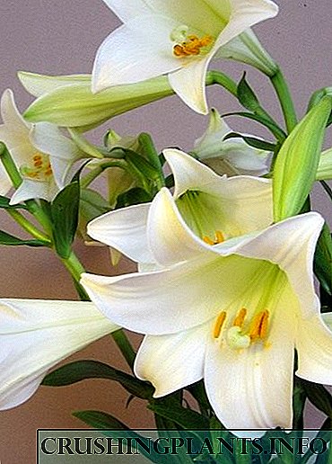 Lily - aroma vexwarinê ya Rojhilat