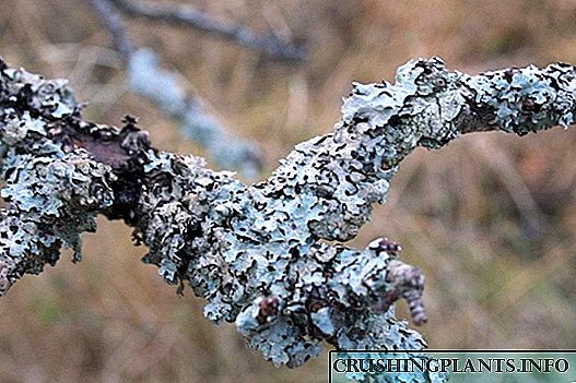 Lichens ing wit. Kepiye cara nyingkirake lan perlu?