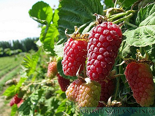 Loganberry - salah sahiji hibrida raspberry-blackberry