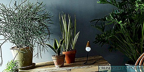 As mellores plantas interiores de calado