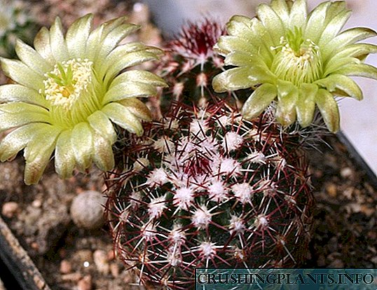 Cacti pangsaéna pikeun rohangan
