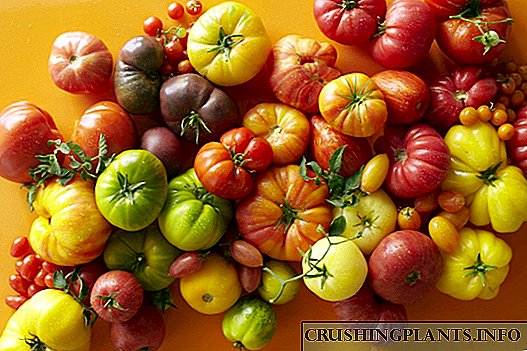 گرین ہاؤسز اور اوپن گراؤنڈ کے لئے ٹماٹر کی بہترین نئی اقسام اور ہائبرڈ۔