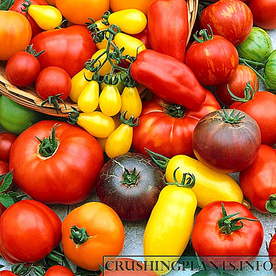 Varietas tomat paling apik kanggo cuaca apa wae