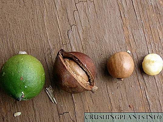 Macadamia, utawa Walnut Australia