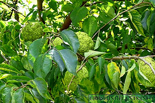 મકલુરા નારંગી - ડેસ્પરેટ વૃક્ષ