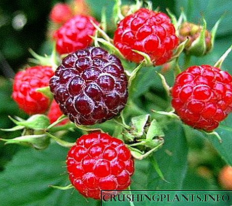 Raspberry, tinjauan babagan jinis lan spesies