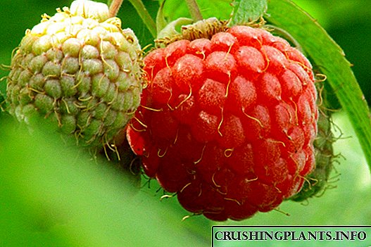 Raspberry - פּלאַנטינג, זאָרגן, רעפּראָדוקציע