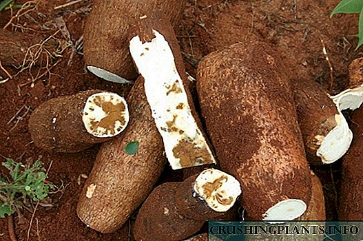 Cassava - framandi grænmetisuppskera