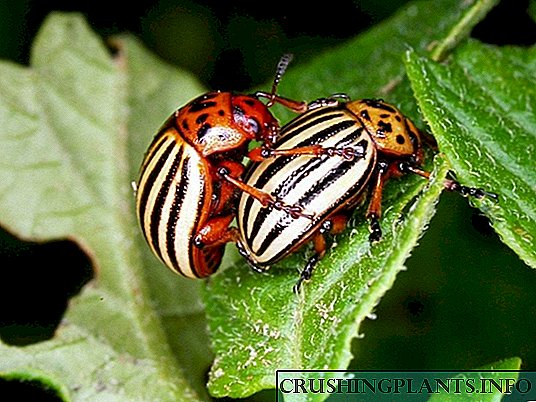 Modi Colorado Capsicum annuum beetle est, cum de