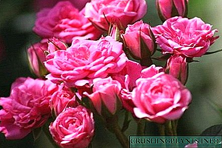 Roses Miniature - Hazina ndogo