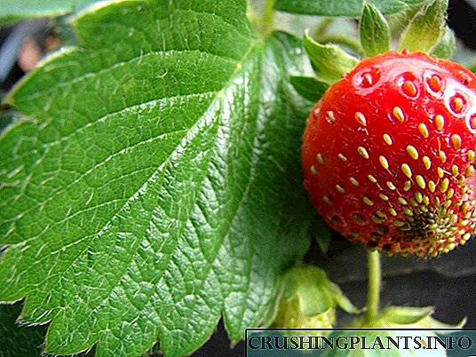 A seueur teu ukur bushes strawberry, tapi ogé buah beri