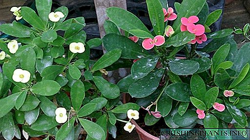 Milltir Euphorbia, neu Goron y Drain