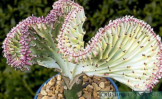 Cristata maziwa ya Euphorbia - mkao wa kuvutia