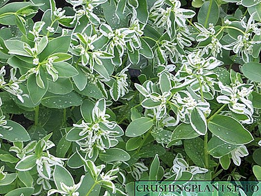 Euphorbia edged: kaayaan nambah, baranahan