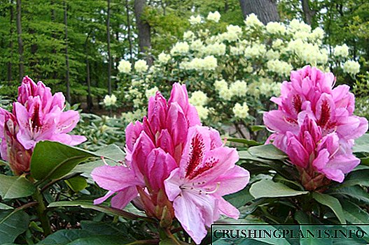 Mono-kembang rhododendron - fitur organisasi