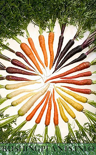Carrot - bedewek bi porê sor li dacha we