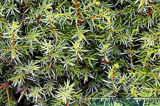 Juniperus in horto. occulta cura