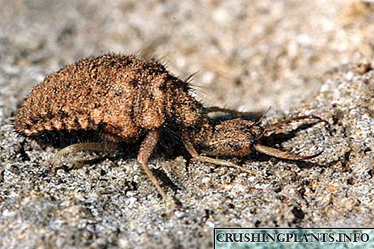 Singa semut - petir serangga sing mbebayani