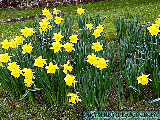 Narcissus - сактоо жана өсүмдүктөрдү өстүрүүнүн түрлөрү