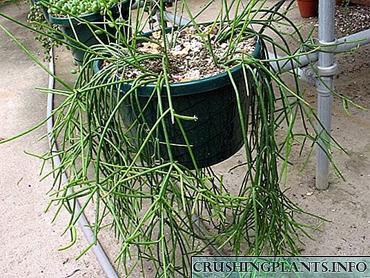 Cactus Gymnocalicium non creat molles aspera Rhipsalis