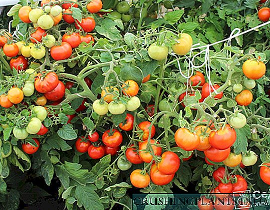 „Непас“ значи незаслужено! Необични домати за засолништа на отворено и филмови