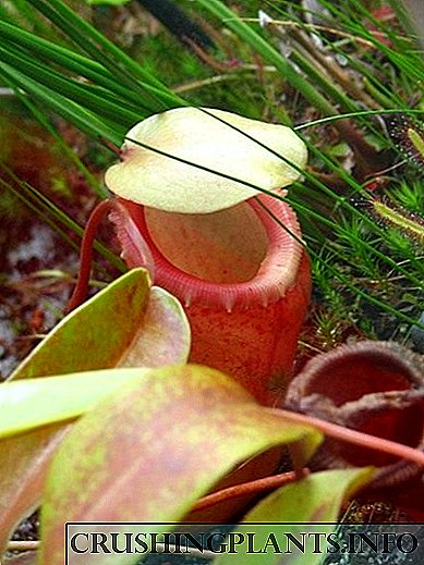 Nepenthes - жыпар жыттуу кумура