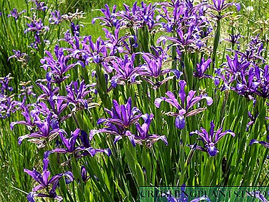 Walang limitasyong spuria irises