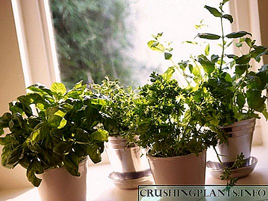 აუცილებელი გამწვანება ბაღისთვის windowsillill