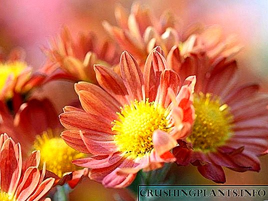 Iwwer Varietéit vu koreanesche Chrysanthemum