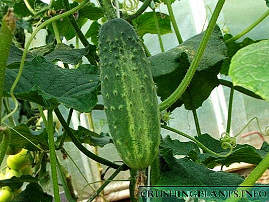 Maidir le cucumbers atá ag fás