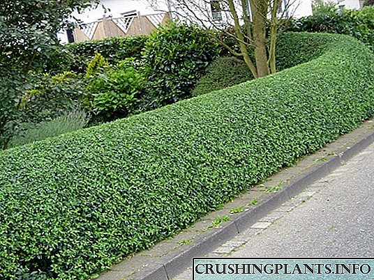 Hedge pruning