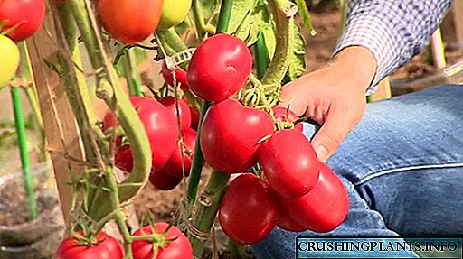 Tomate hibridoen ikuspegi orokorra "Bazkidea"