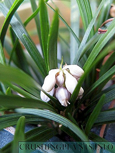 Ophiopogon Jepang, lili jepang Jepang