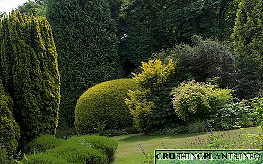 Dekorasi taman kanthi penekanan ing wit, shrubs lan konifer