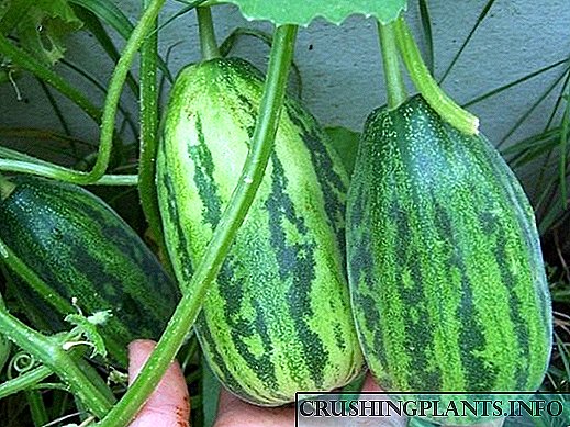 Ogurdynya - ib hybrid ntawm dib thiab melon