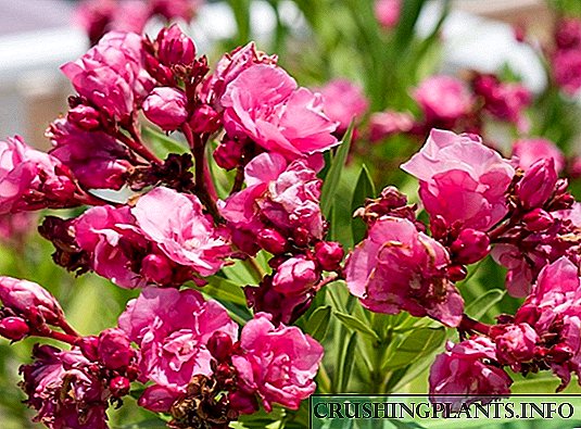 Oleander - sumber sing paling apik kanggo kesejahteraan