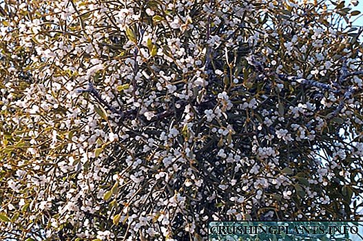 Mistletoe saka kulawarga