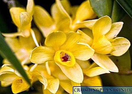 Dendrobium орхидейлердин