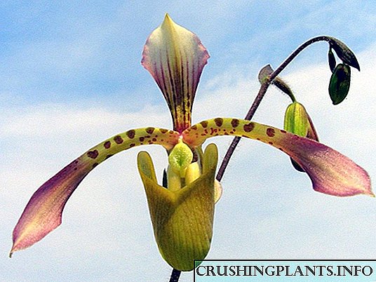 Orkide - Paphiopedilums
