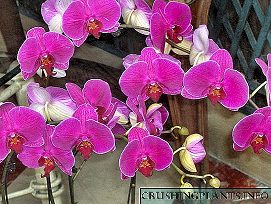 Orkideo Phalaenopsis