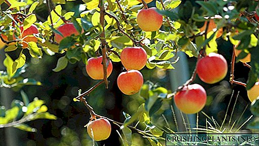 Kujdesi për pemët e mollës në vjeshtë sipas rregullave