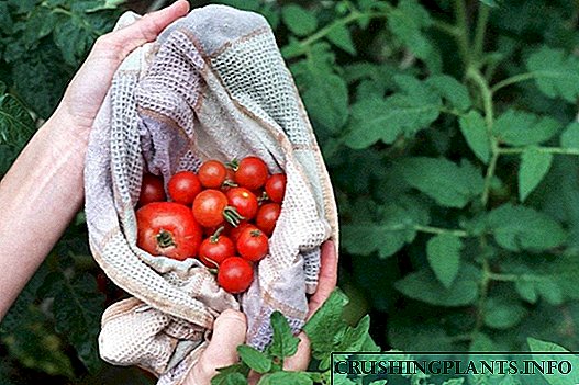 Feeler déi Tomaten Ernte reduzéieren