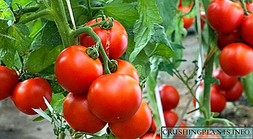 La ĉefaj eraroj dum kreskado de tomatoj