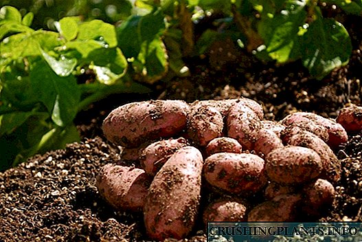 Fitur saka kentang sing tuwuh: teknologi tetanèn